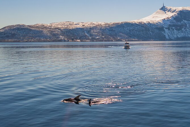 Fjord Safari in the Altafjord - Altafjord Wildlife Spotting: Birds, Wildlife, and the Odds You Can Improve