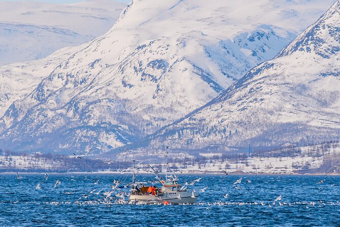Fjord Safari in the Altafjord - Weather and Timing: When Good Conditions Matter Most