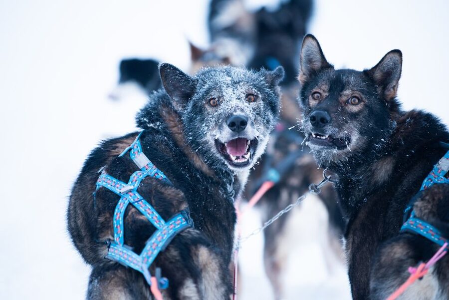 From Alta: Huskey Dog Sledding Tour - Key highlights to look for