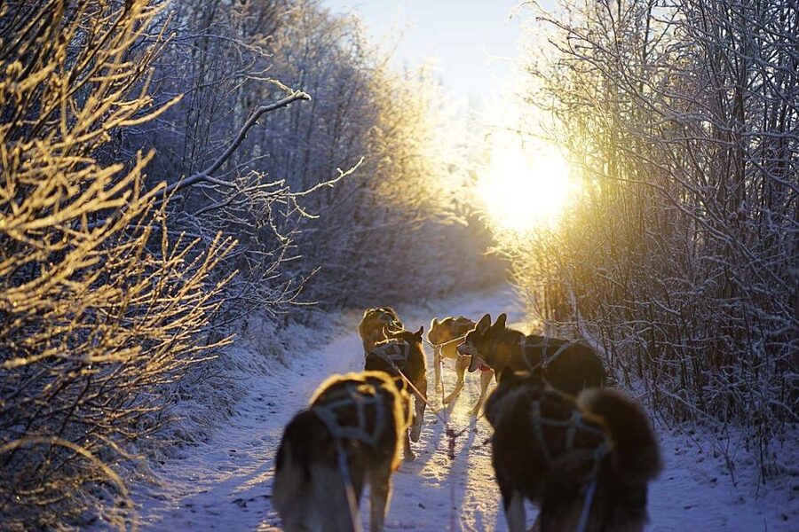 From Alta: Huskey Dog Sledding Tour - Why Alta is a top stop for dog sledding runs