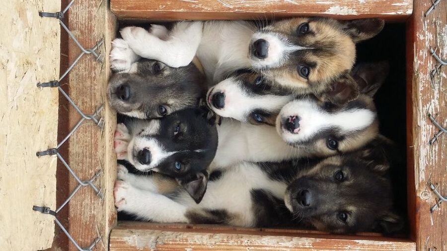 From Alta: Huskey Dog Sledding Tour - Who this tour fits best in your itinerary