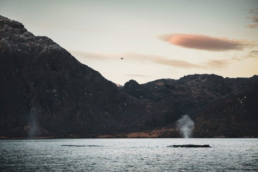 From Alta: Small Group Whale Watching by RIB - Alta Winter Whale Watching: 210 Minutes That Feel Like More