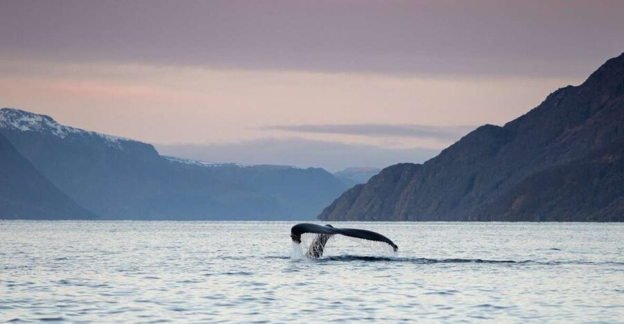 From Alta: Small Group Whale Watching by RIB - On Board Gear: Warm Suits, Gloves, Goggles, and the Practical Stuff
