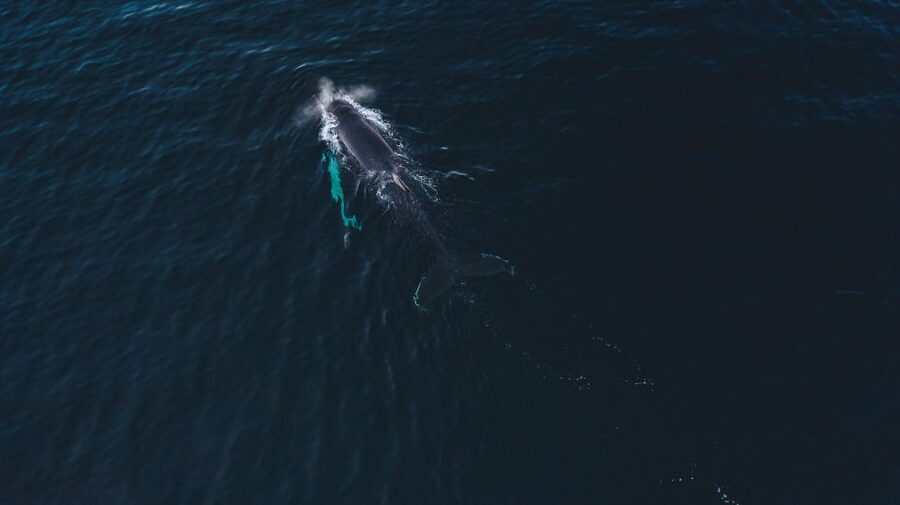 From Alta: Small Group Whale Watching by RIB - The RIB Experience: Speed, Spray, and How They Manage Wind and Water