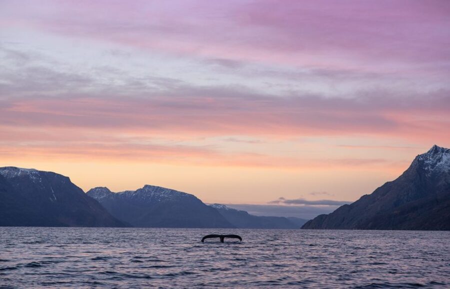 From Alta: Small Group Whale Watching by RIB - Responsible Watching: Safe Distance and Engine-Off Moments