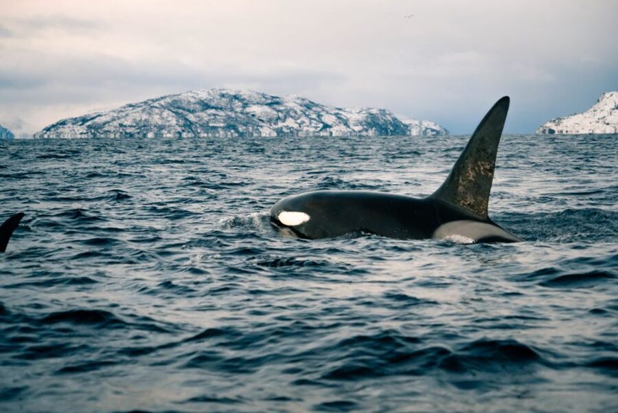 From Alta: Small Group Whale Watching by RIB - From Æventyr Adventure Store to the Harbor Where Whales Were Last Seen