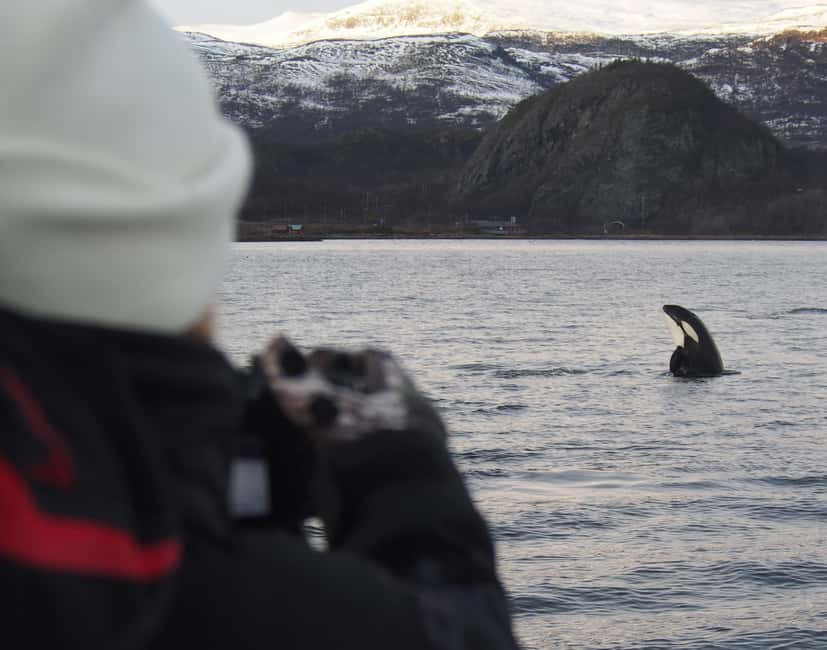 From Alta: Small group Whale watching - Small group viewing on changing boats, what that really means