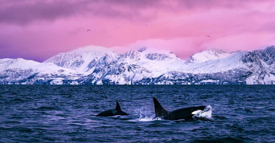 From Alta: Whale and Seabird Cruise - Alta Fjord whale and seabird cruise, the real reason it works