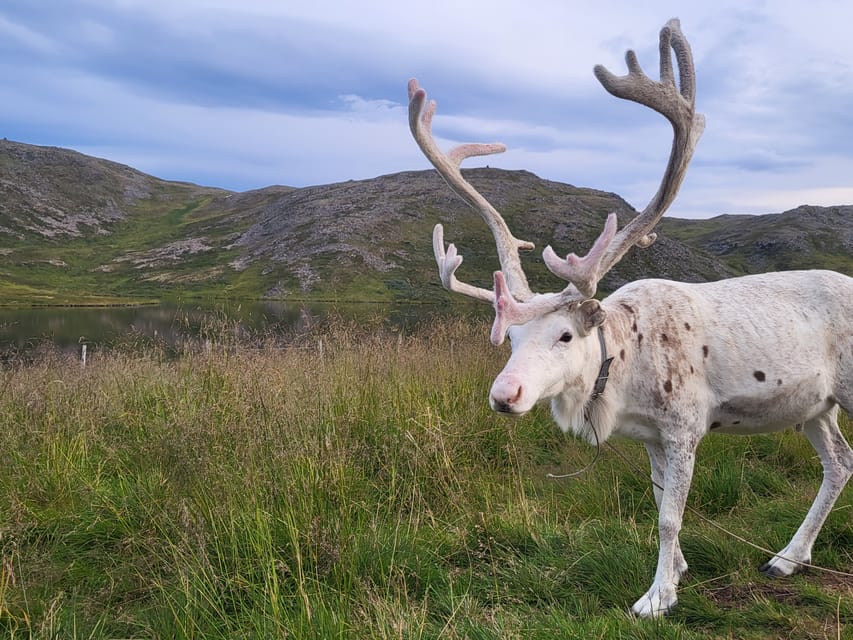 From Honningsvåg: VIP North Cape and Kingcrab Tour - Sámi camp in high season: a culture stop that depends on timing