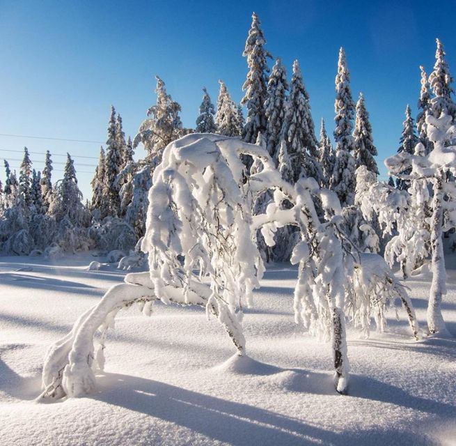 From Oslo: Oslomarka Forest Guided Snowshoeing Tour - The pacing: easy enough for beginners, not always for low fitness