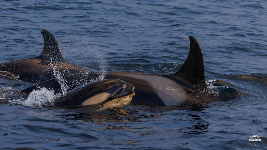 From Skjervøy: Whale Watching in a Heated Cabin Cruiser - Key things to know before you go