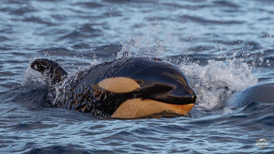 From Skjervøy: Whale Watching in a Heated Cabin Cruiser - Price and value: is $278 for 4 hours worth it?