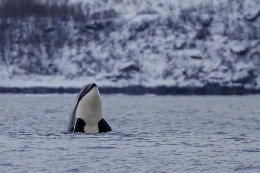 From Skjervøy: Whale Watching in a Heated Cabin Cruiser - Where you meet at Havnegata 16 and what happens first