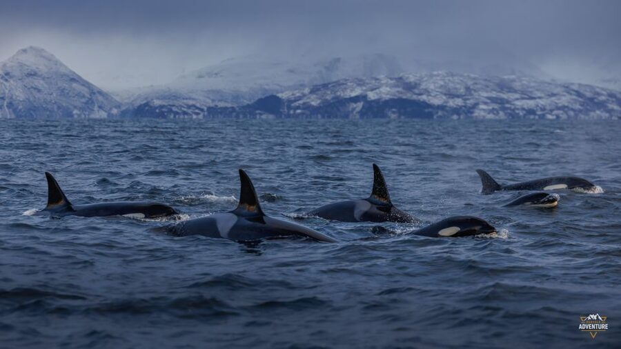 From Skjervøy: Whale Watching in a Heated Cabin Cruiser - The first fjord cruise: searching for orcas, humpbacks, and fin whales