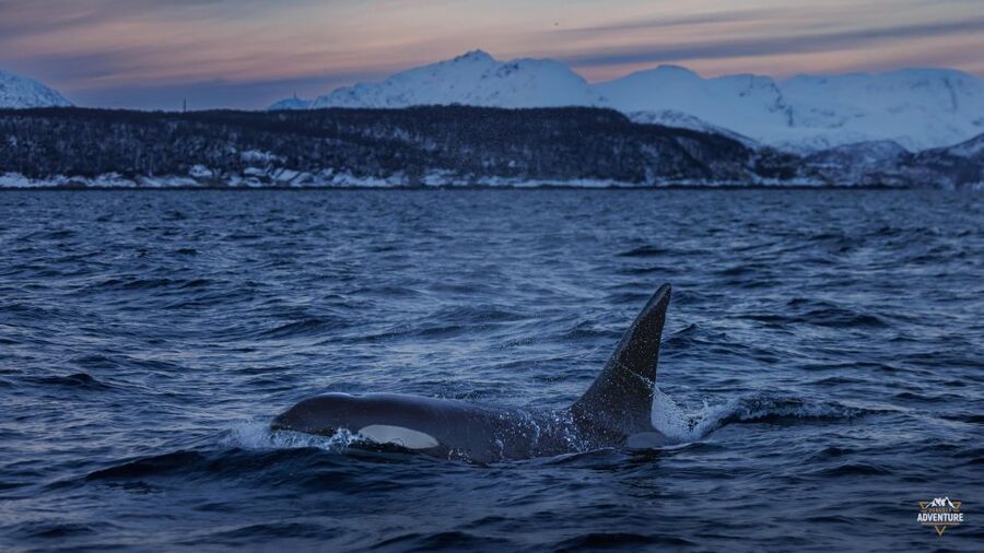 From Skjervøy: Whale Watching in a Heated Cabin Cruiser - Photo and viewing comfort: moving between heated cabins and open deck