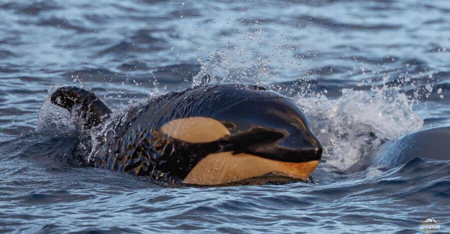 From Skjervøy: Whale Watching in a Heated Cabin Cruiser - Second whale-watching session: watching longer, not rushing