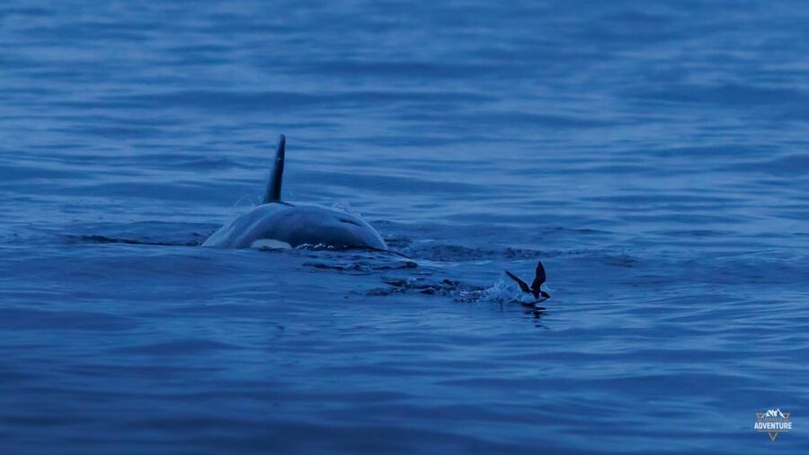 From Skjervøy: Whale Watching in a Heated Cabin Cruiser - Hydrophones: turning sightings into a full sensory experience