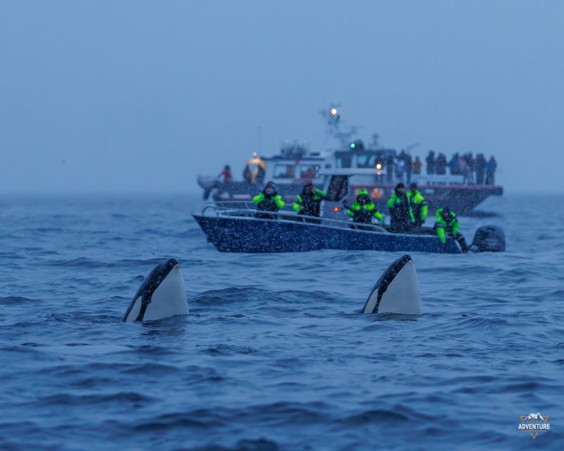 From Skjervøy: Whale Watching in a Heated Cabin Cruiser - What the warm cabin and dry gear really mean for value