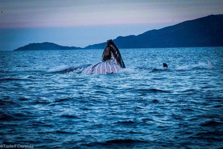 From Skjervøy: Whale Watching in a Heated Cabin Cruiser - Warm flotation suit and safety briefing, why it changes your experience