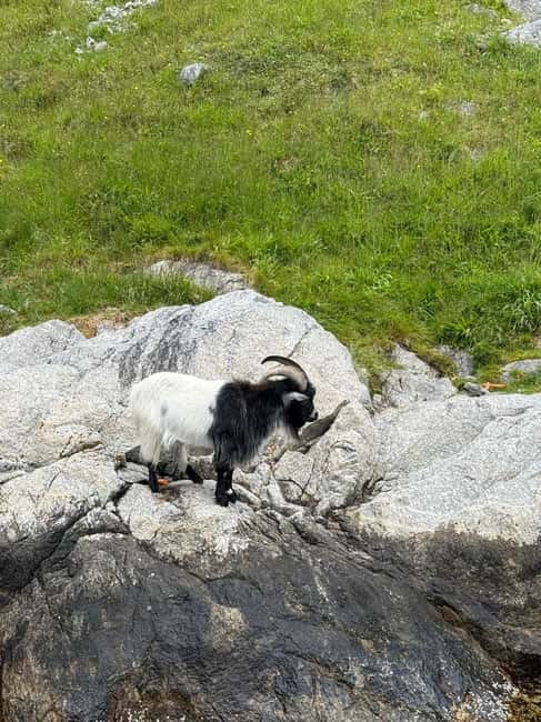 From Stavanger: Lysefjorden & Pulpit Rock Safari by RIB - Key things to know before you go
