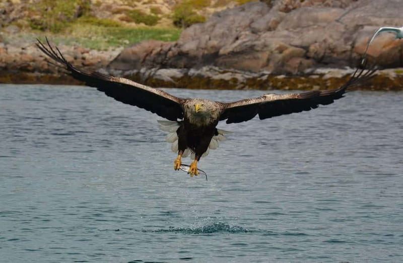 From Svolvær: Lofoten RIB Sea Eagle Safari Trollfjord Cruise - Meet at Torget, Get Kitted Up, and Do the Safety Briefing