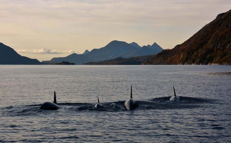 From Svolvær: Lofoten RIB Sea Eagle Safari Trollfjord Cruise - What to Pack for a Cold, Windy, 2-Hour Water Day