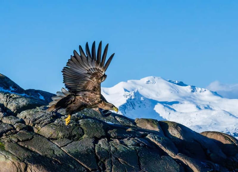 From Svolvær: Lofoten Trollfjord Cruise & Sea Eagle Safari - Key highlights worth your attention