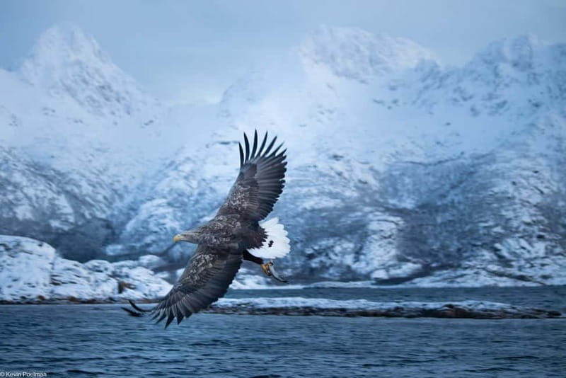 From Svolvær: RIB Boat Lofoten Trollfjord Sea Eagle Safari - Viking locations along the route: history told while the coast moves