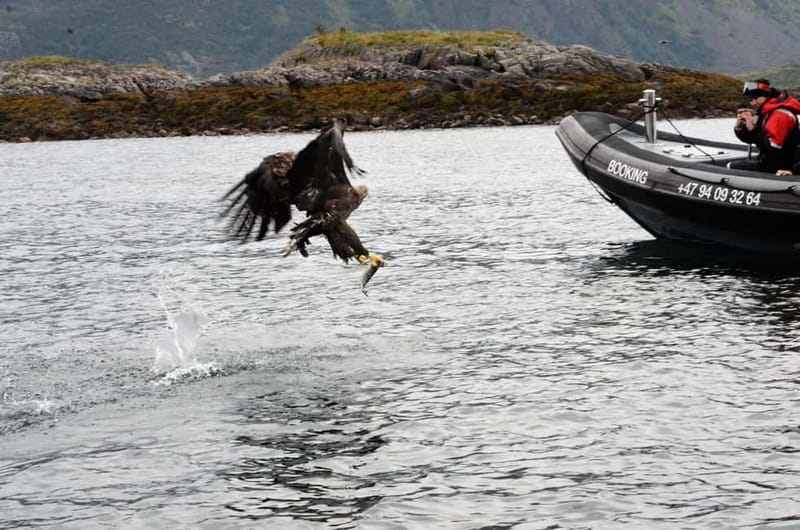 From Svolvær: RIB Boat Lofoten Trollfjord Sea Eagle Safari - Safety and comfort: a RIB safari you can actually enjoy