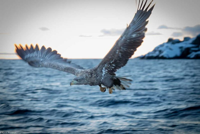 From Svolvær: RIB Boat Lofoten Trollfjord Sea Eagle Safari - Raftsundet sea eagle safari: the moment they come close