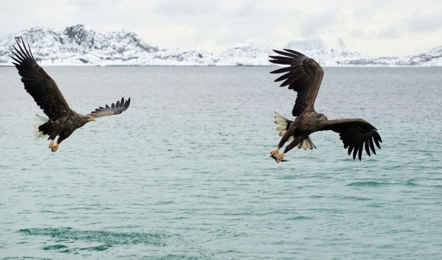 From Svolvaer: Trollfjorden Wildlife RIB Cruise - The Scenic Parts: Beaches, Harbors, and Fjord Walls