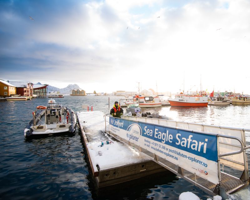 From Svolvaer: Trollfjorden Wildlife RIB Cruise - Safety, Rules, and Who Should Skip This One