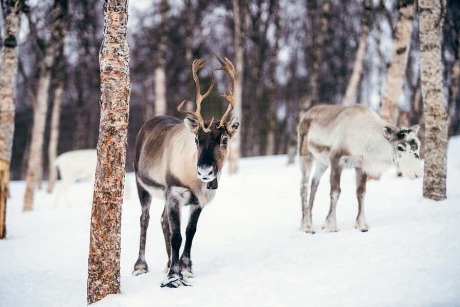 From Tromsø: Advanced Dog Sledding Daytime & Snow Park Visit - Should you book this Tromsø dog sled and Ice Domes day?
