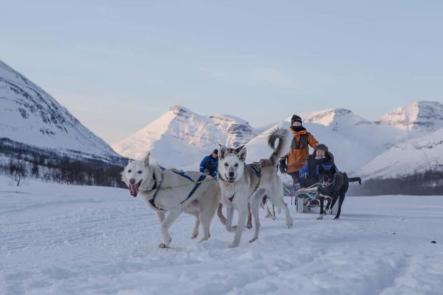 From Tromsø: Advanced Dog Sledding Daytime & Snow Park Visit - Camp Tamok: advanced self-drive husky sledding, minus the guesswork