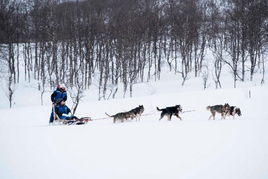 From Tromsø: Advanced Dog Sledding Tour at Camp Tamok - The husky yard and the warm lávvu meal that finishes the day right