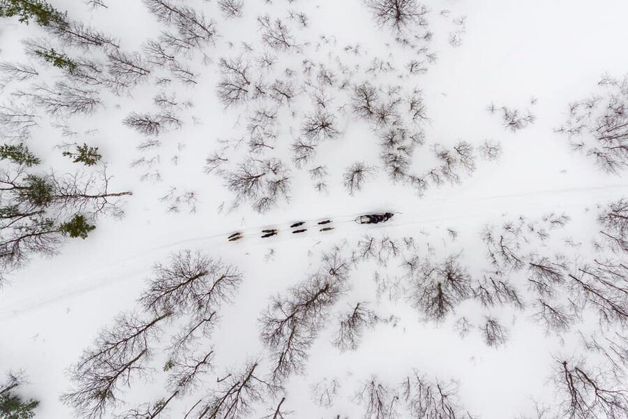 From Tromsø: Advanced Dog Sledding Tour at Camp Tamok - A few smart tips so you feel confident on the day