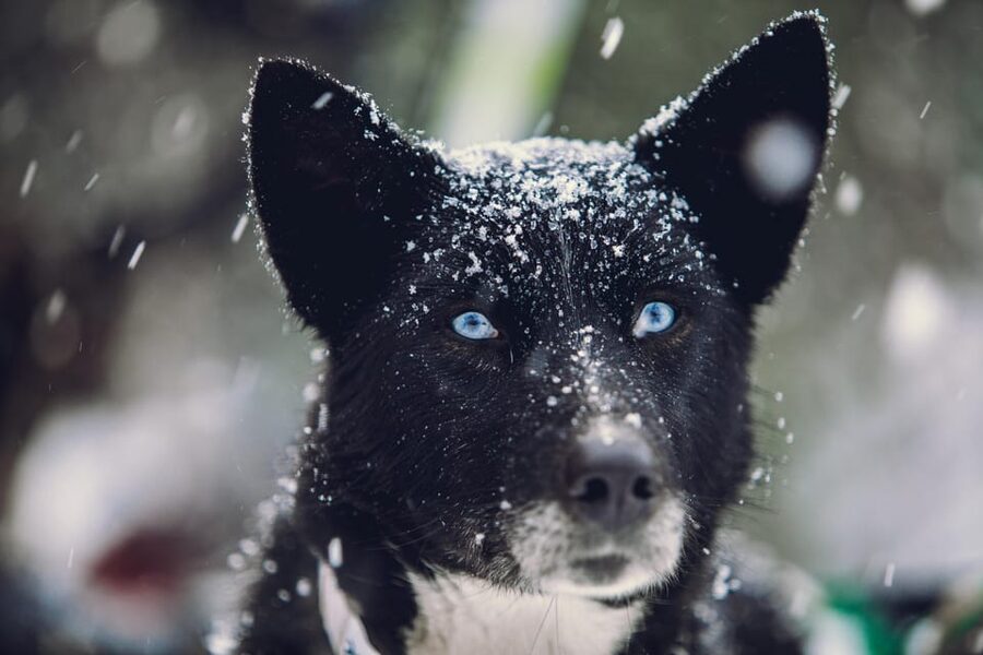 From Tromsø: Advanced Dog Sledding Tour at Camp Tamok - Should you book this advanced dog sledding at Camp Tamok?