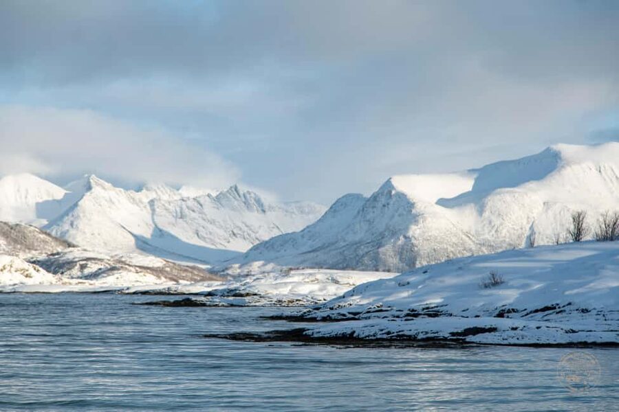 From Tromsø: Arctic Roadtrip Small Group 4x4 Van - Wildlife odds and photo stops: sea eagles, reindeer, and that moose possibility