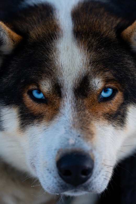 From Tromsø: Dog Sledding Adventure in Tamokdalen - How the bus ride to Tamokdalen shapes the day