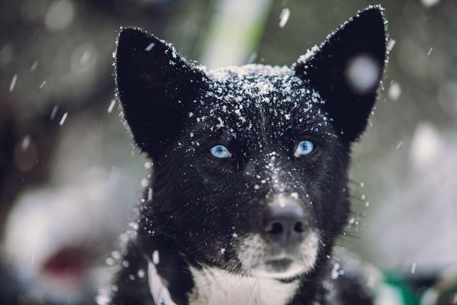 From Tromsø: Dog Sledding Adventure in Tamokdalen - Gear and what to wear: you’ll stay warmer if you plan