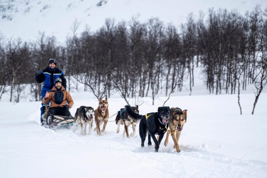 From Tromsø: Dog Sledding Adventure in Tamokdalen - Sledding time: driving your own team in pairs
