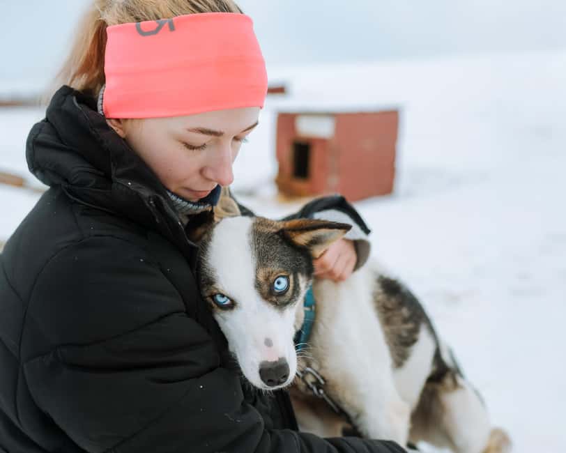 From Tromsø: Dog Sledding Experience with Transfer - Key Highlights You Should Plan For