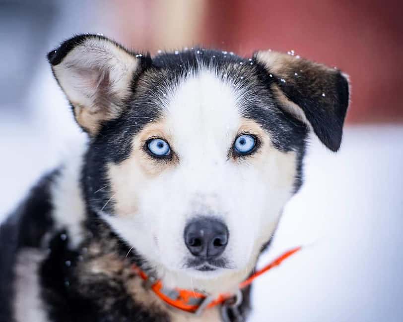 From Tromsø: Dog Sledding Experience with Transfer - Tromsø Transfer and Malangen Stop, Then Straight to Huskies