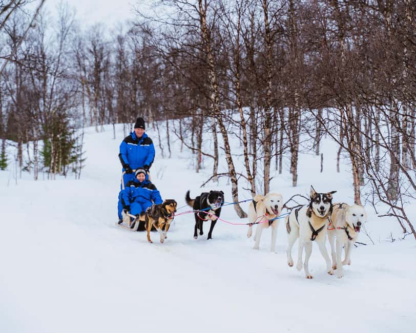 From Tromsø: Dog Sledding Experience with Transfer - Meeting the Huskies Up Close, and Learning Before You Go