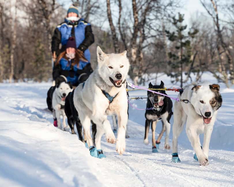 From Tromsø: Dog Sledding Experience with Transfer - Arctic Gear Provided, So You Can Actually Enjoy the Cold