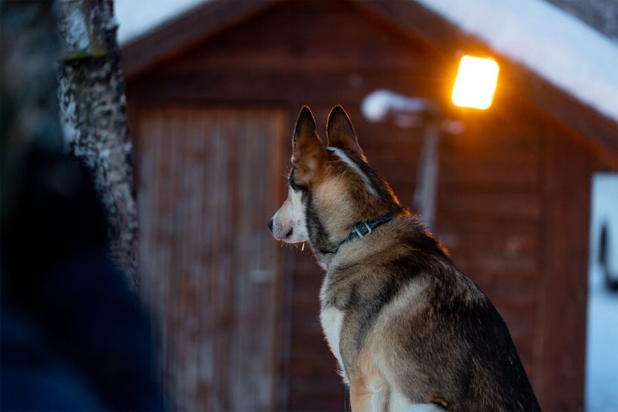 From Tromsø: Fun and Easy Dog Sledding Adventure - Should you book this Tromsø dog sledding adventure?