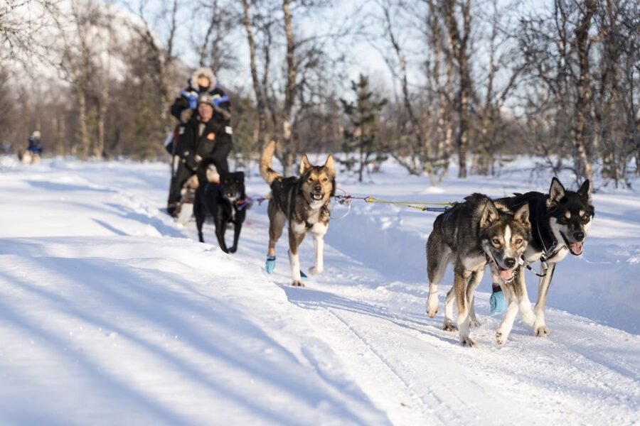 From Tromsø: Fun and Easy Dog Sledding Adventure - From Tromsø Havn Prostneset to Breivikeidet, the trip sets the mood