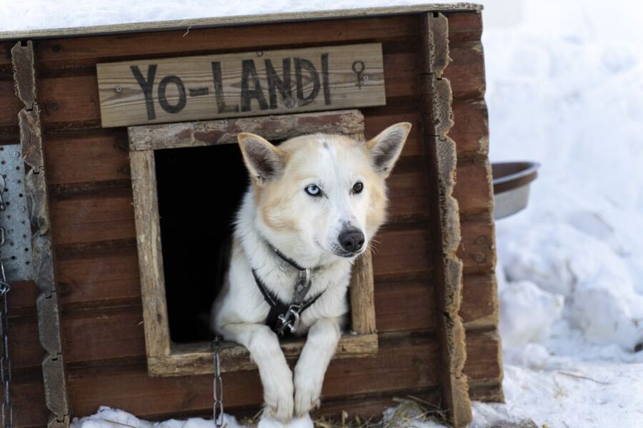 From Tromsø: Fun and Easy Dog Sledding Adventure - Safety first, then real steering: how the musher training works