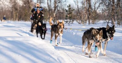 Fun and Easy Dog Sledding Adventure