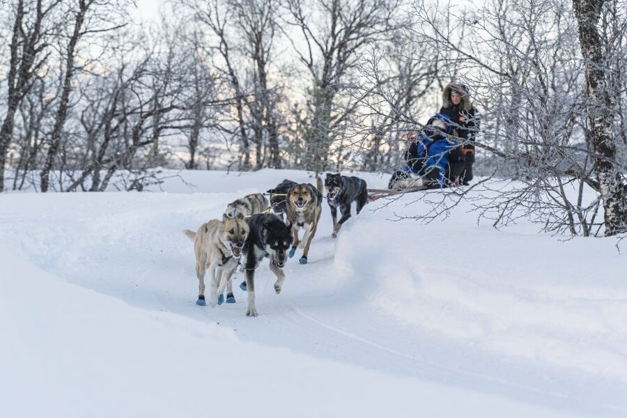 From Tromsø: Fun and Easy Dog Sledding Adventure - Who should book this easy husky tour, and who should skip it